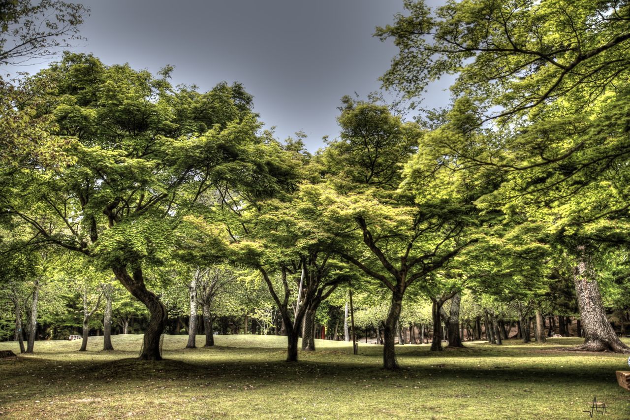 TREES GROWING IN PARK