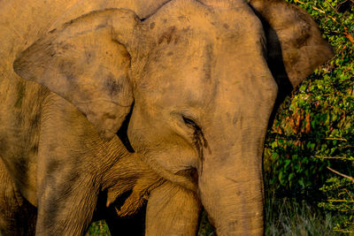 View of elephant in forest