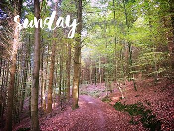 Narrow pathway along trees in the forest