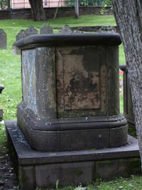 Close-up of tree trunk