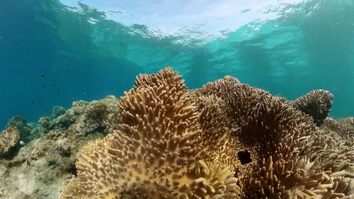 undersea