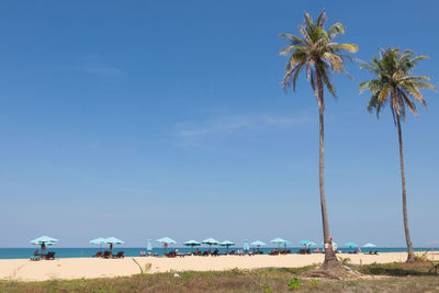 Palm trees on beach against blue sky