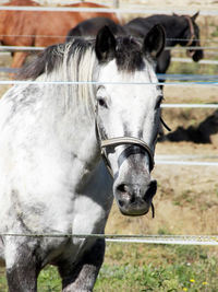 Portrait of horse in pen