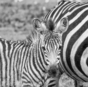 Portrait of foal with zebra standing on field