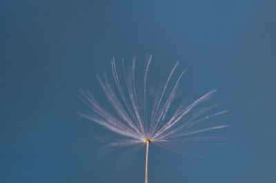 Low angle view of dandelion