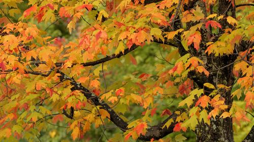 Close-up of yellow maple leaves on tree during autumn