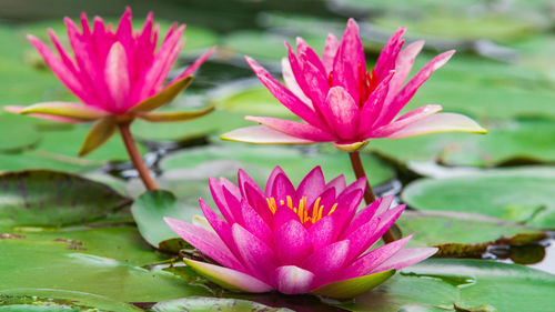 Close-up of pink water lily in pond