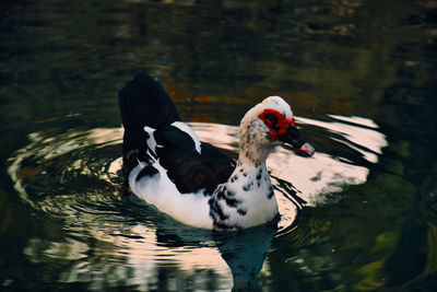 Duck swimming in lake