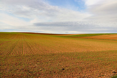 Scenic view of field against sky