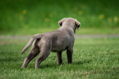 Side view of dog on field