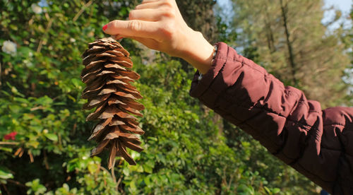 Midsection of person holding leaves against trees