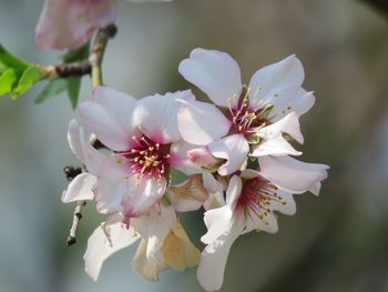 Close-up of white cherry blossom tree