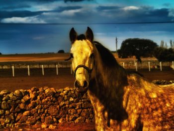 Horse in ranch