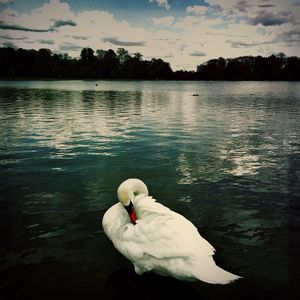 Two swans in calm water