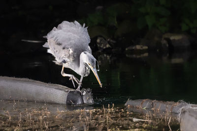 A herron fishing for lunch in a scottish loch  - close up of a bird