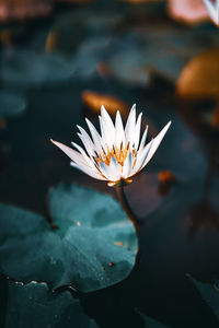 Close-up of lotus water lily in pond