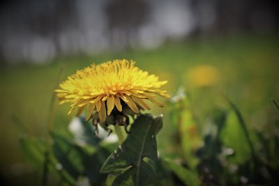 Close-up of yellow flowering plant on field