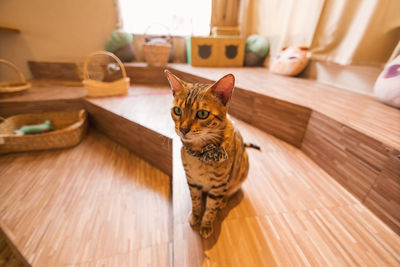 Portrait of a cat on wooden floor