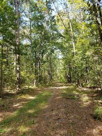 Road amidst trees in forest