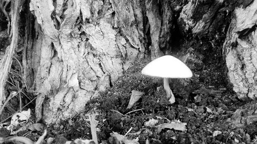 Close-up of mushrooms growing on tree trunk