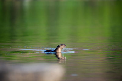 Duck swimming in a lake