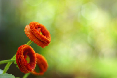Close-up of orange flower