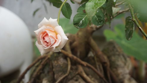 Close-up of flower