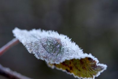 Close-up of white flower