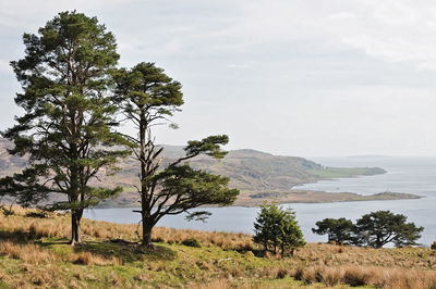 Trees on landscape against sky