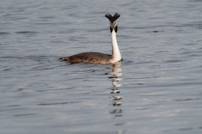 View of grebe swimming in lake