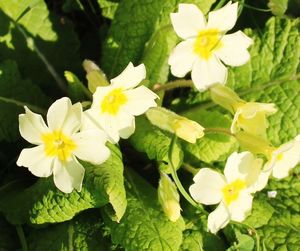 Close-up of white flowers