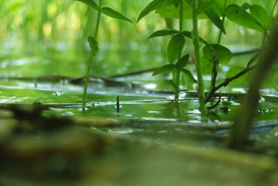 Close-up of wet leaves