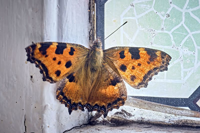 Butterfly on leaf