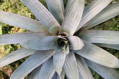 Close-up high angle view of leaves