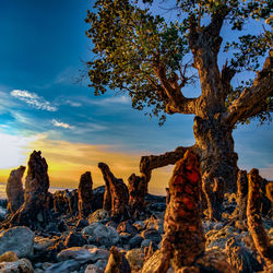 Trees growing on rocks against sky during sunset