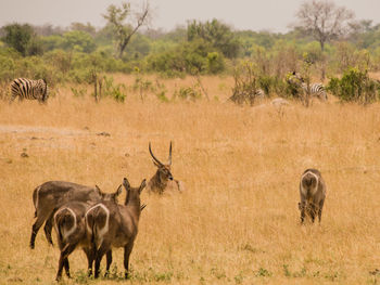 Waterbucks in savannah off in zimbabwe, south africa