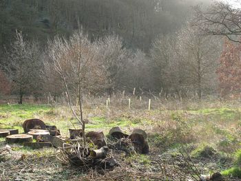 View of trees in rain