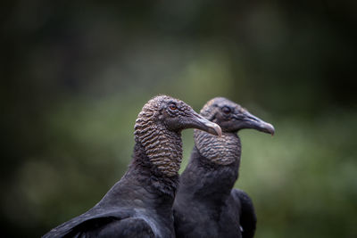 Close-up of swan perching outdoors