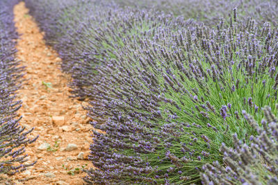 View of lavender growing on field