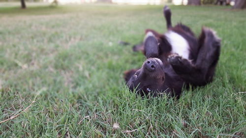 Dog on grassy field