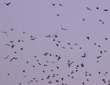 Low angle view of birds flying in the sky