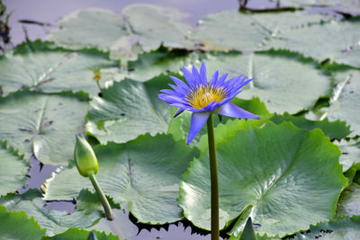 Close-up of lotus water lily in lake