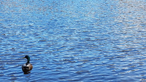 Swan swimming in lake