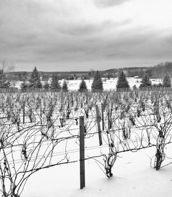 Bare trees on landscape against cloudy sky