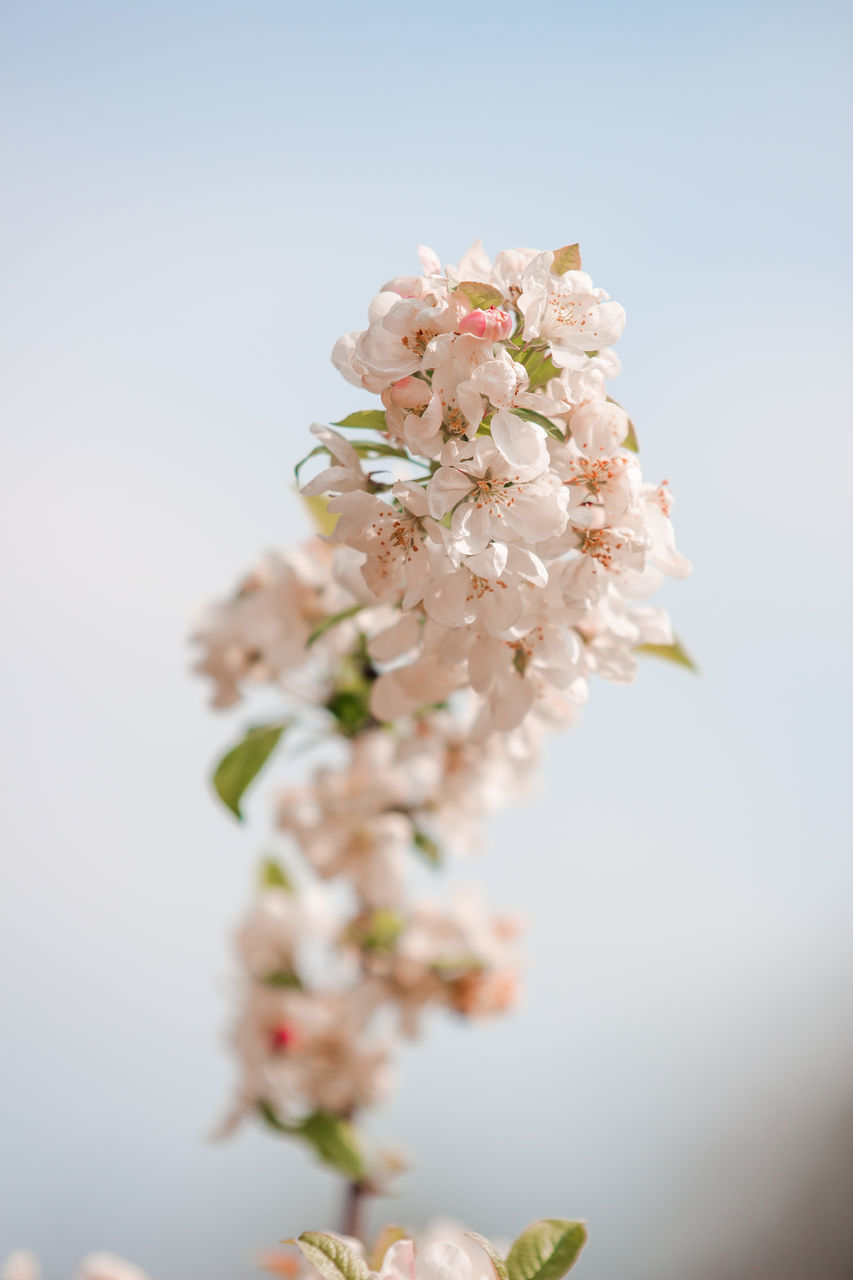 CLOSE-UP OF CHERRY BLOSSOM