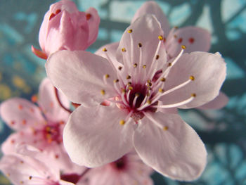 Close-up of pink flower