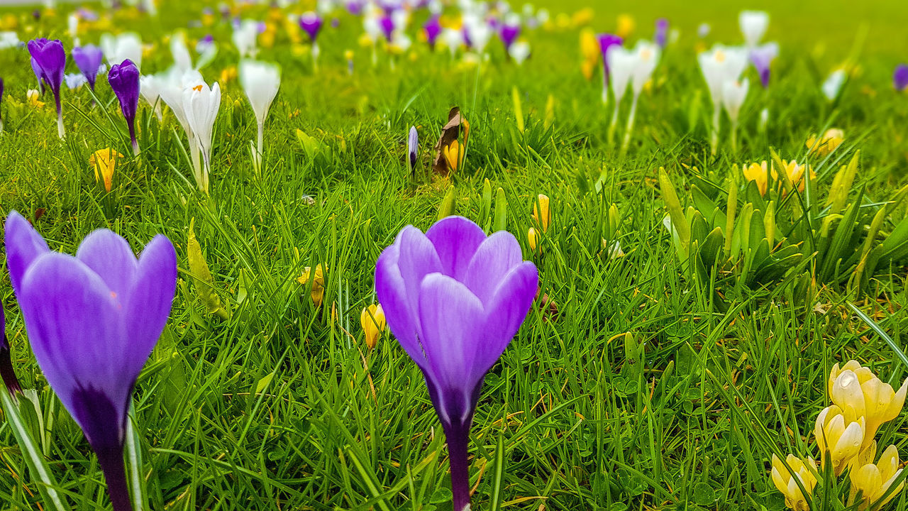 CLOSE-UP OF FRESH PURPLE CROCUS FLOWERS IN FIELD