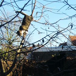 Low angle view of bird on tree against sky