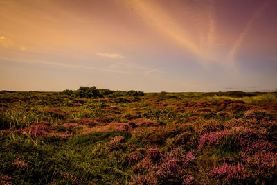 Texel, netherlands. september 2021. flowering heather on the island of texel.