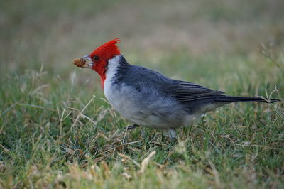 Close-up of a bird on field